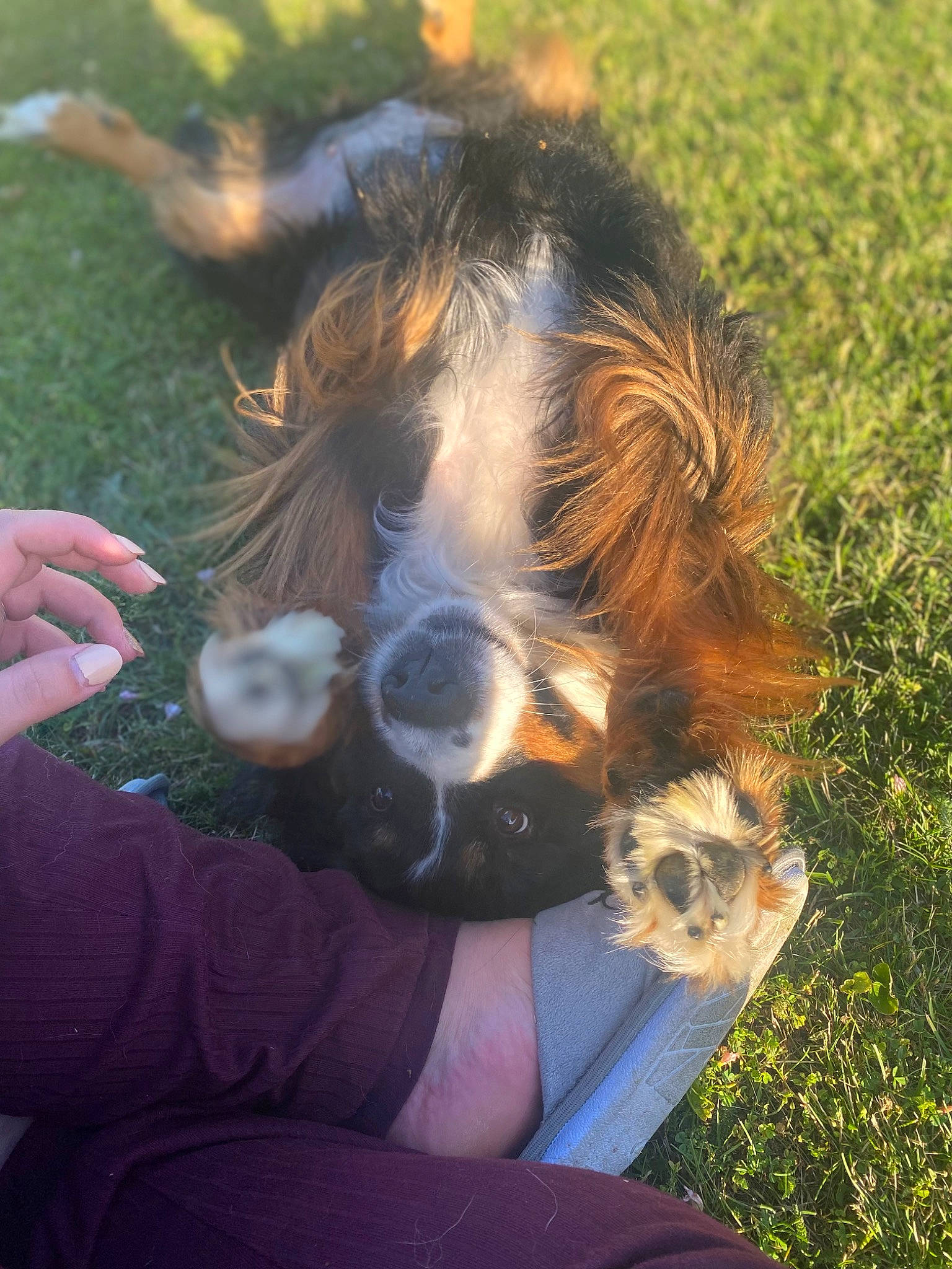Jynka participe au concours pour gagner de l'argent avec cette photo : canidae, carnivore, companion_dog, dog_breed, fawn, fun, fur, grass, hand, liver, people_in_nature, plant, snout, soil, sporting_group, stallion, tail, terrestrial_animal, tree, whiskers