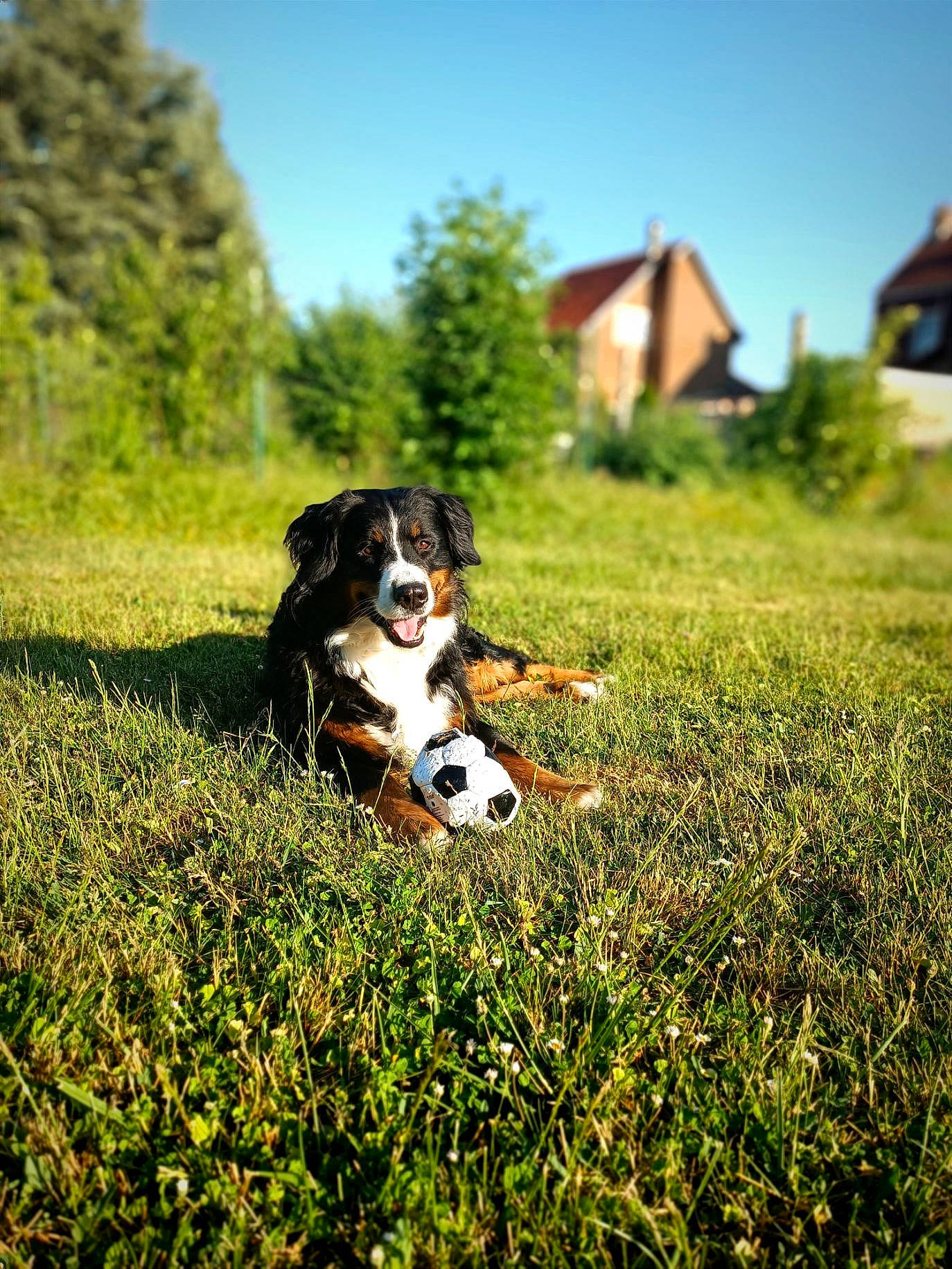 Jynka participe au concours pour gagner de l'argent avec cette photo : ball, bernese_mountain_dog, carnivore, companion_dog, dog, dog_breed, grass, grassland, happy, landscape, lawn, meadow, natural_landscape, people_in_nature, plant, sky, sunlight, tail, tree, working_animal