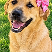 Christmas joined the competition — help win amazing prizes! dog, golden_retriever, pet, animal, portrait, smiling, happy, pink_bow, grass, outdoor, sunlight, fur, floppy_ears, black_nose, open_mouth, teeth, tongue, sitting, close_up, cute