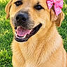 dog, golden_retriever, pet, animal, portrait, smiling, happy, pink_bow, grass, outdoor, sunlight, fur, floppy_ears, black_nose, open_mouth, teeth, tongue, sitting, close_up, cute