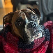 Tyson is registered to the contest to win money with this photo: dog, boxer, blanket, cozy, indoor, pet, portrait, brown, black, white, fur, face, expression, eyes, snout, soft, warm, living_room, couch, blurred_background