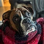 dog, boxer, blanket, cozy, indoor, pet, portrait, brown, black, white, fur, face, expression, eyes, snout, soft, warm, living_room, couch, blurred_background