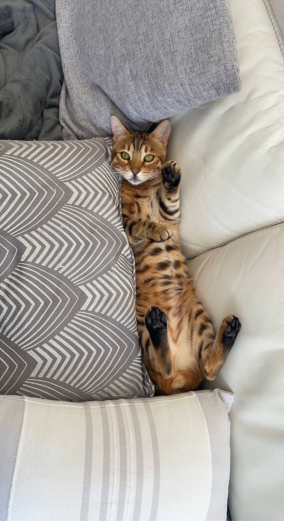 Shadow participe au concours pour gagner de l'argent avec cette photo : bed, carnivore, cat, comfort, couch, domestic_short_haired_cat, fawn, felidae, fur, linens, mammal, paw, small_to_medium_sized_cats, snout, tail, terrestrial_animal, textile, vertebrate, whiskers, wood