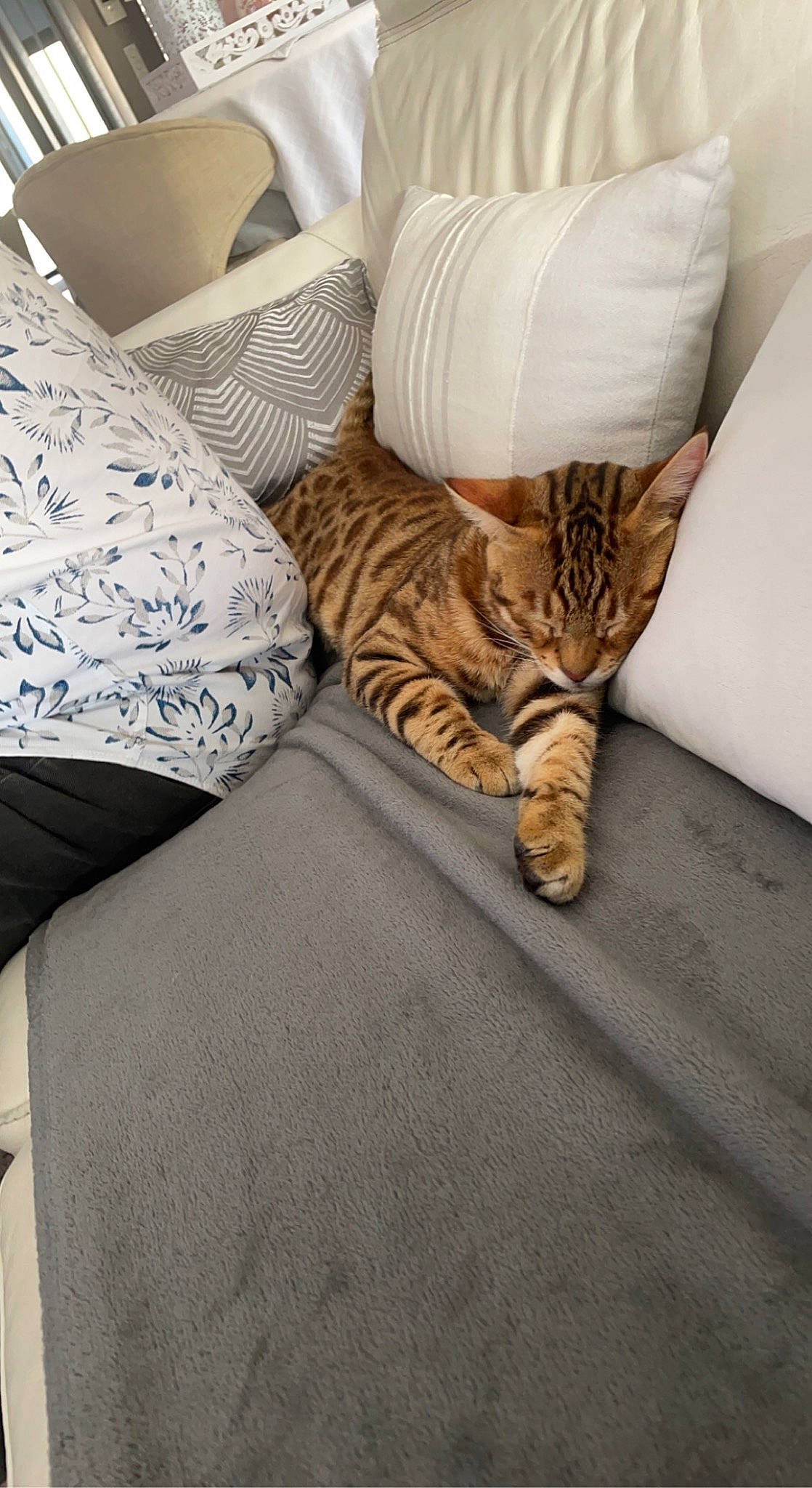 Shadow participe au concours pour gagner de l'argent avec cette photo : bed, bed_sheet, bedding, bedroom, carnivore, cat, comfort, felidae, floor, flooring, fur, grey, hardwood, linens, pattern, pillow, small_to_medium_sized_cats, throw_pillow, whiskers, wood