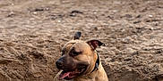 Volstag participe au concours pour gagner de l'argent avec cette photo : animal, beach, canine, clouds, collar, dog, happy, hole, nature, ocean, outdoor, pet, playful, relaxing, sand, sky, summer, sunset, tongue_out, water