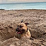 animal, beach, canine, clouds, collar, dog, happy, hole, nature, ocean, outdoor, pet, playful, relaxing, sand, sky, summer, sunset, tongue_out, water