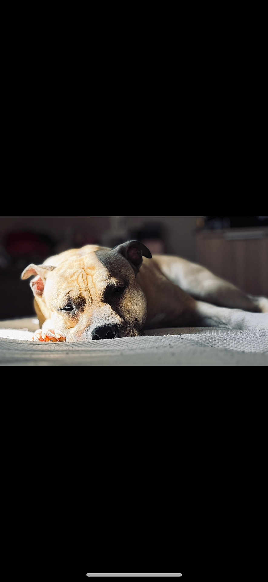 Volstag a rejoint le concours — aidez-le/la à gagner de superbes lots ! animal, bed, calm, canine, close_up, cozy, cute, dog, domestic, fur, home, indoor, lying_down, pet, portrait, quiet, relaxed, resting, sleepy, sunlight