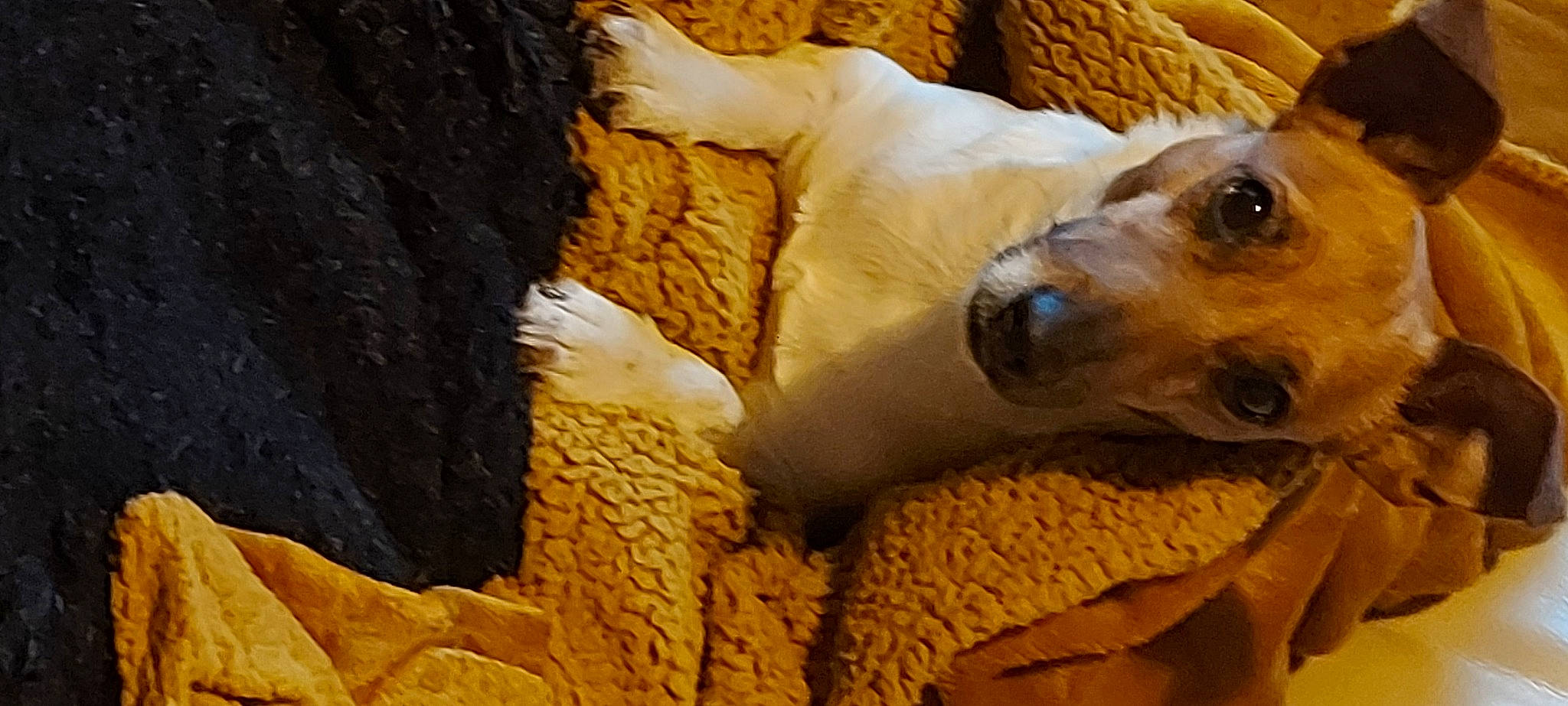 Roquette a rejoint le concours — aidez-le/la à gagner de superbes lots ! ancient_dog_breeds, canidae, carnivore, companion_dog, dog, dog_breed, dog_supply, fawn, fur, paw, saluki, snout, soil, sporting_group, street_dog, terrestrial_animal, terrier, toy_dog, whiskers, working_animal