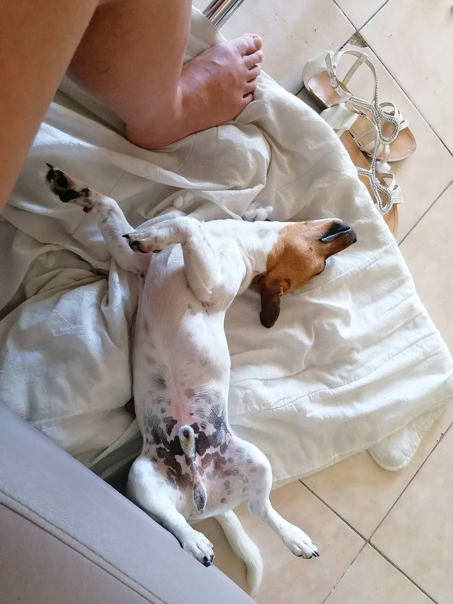 Jack a rejoint le concours — aidez-le/la à gagner de superbes lots ! canidae, carnivore, companion_dog, dog, dog_breed, fawn, leg, pointer, sporting_group