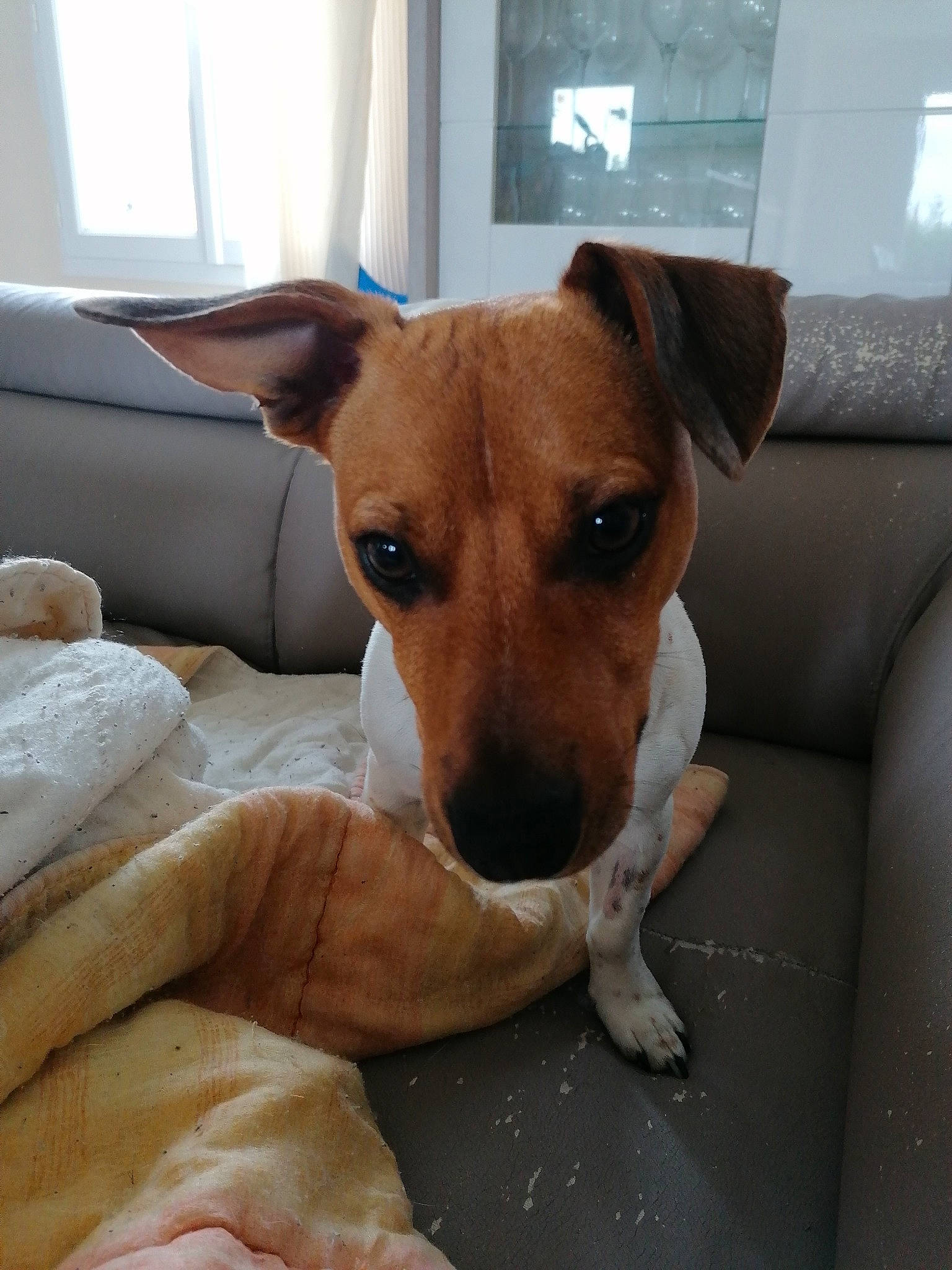 Jack participe au concours pour gagner de l'argent avec cette photo : aspin, canidae, carnivore, companion_dog, dog, dog_breed, fawn, feist, irishjacks, mammal, potcake_dog, rare_breed_dog, russell_terrier, smooth_fox_terrier, snout, street_dog, vertebrate, whiskers