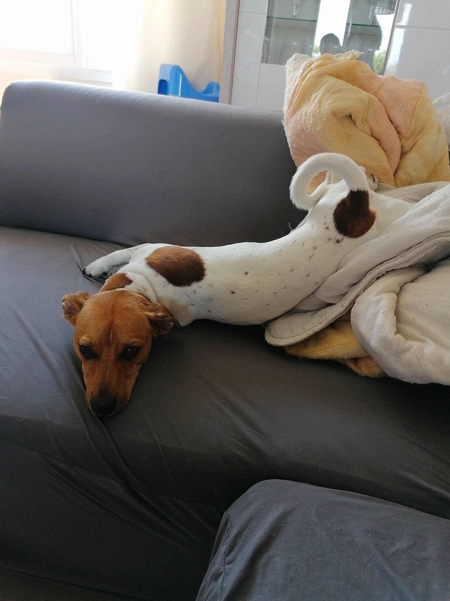 Jack a rejoint le concours — aidez-le/la à gagner de superbes lots ! canidae, carnivore, comfort, companion_dog, couch, dog, dog_breed, fox_terrier, furniture, jack_russell_terrier, linens, paw, russell_terrier