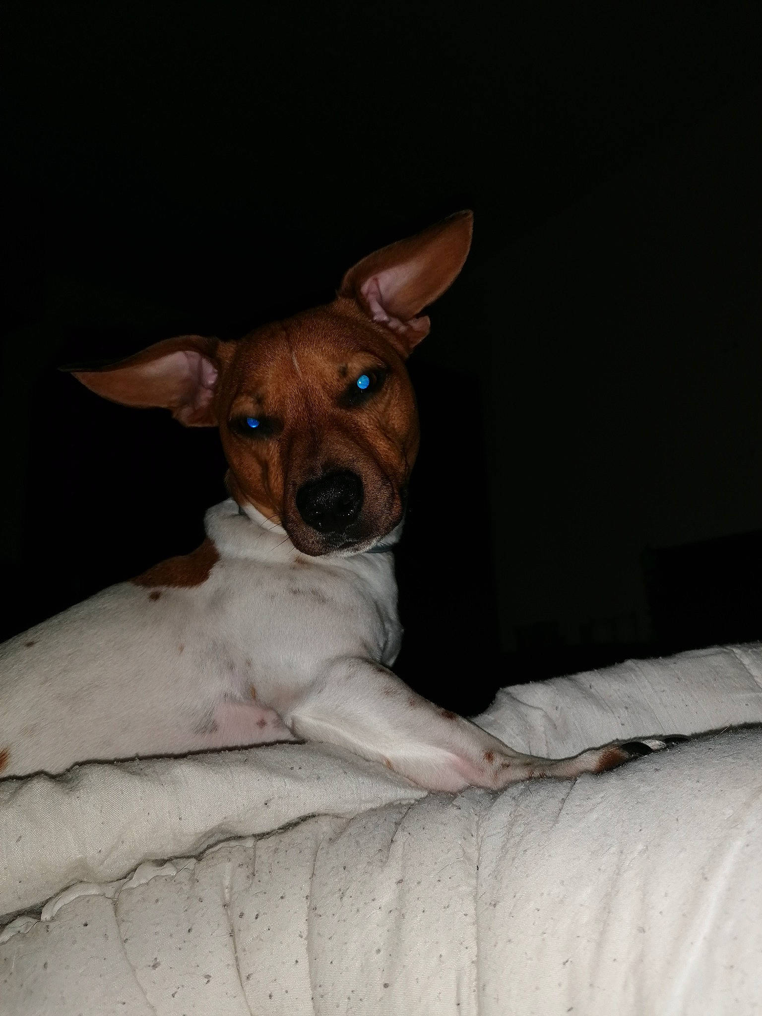 Jack a rejoint le concours — aidez-le/la à gagner de superbes lots ! basenji, canidae, carnivore, companion_dog, dog, dog_breed, ear, fawn, feist, fox_terrier, mammal, miniature_fox_terrier, puppy, rat_terrier, russell_terrier, snout, teddy_roosevelt_terrier, tenterfield_terrier, toy_fox_terrier, vertebrate