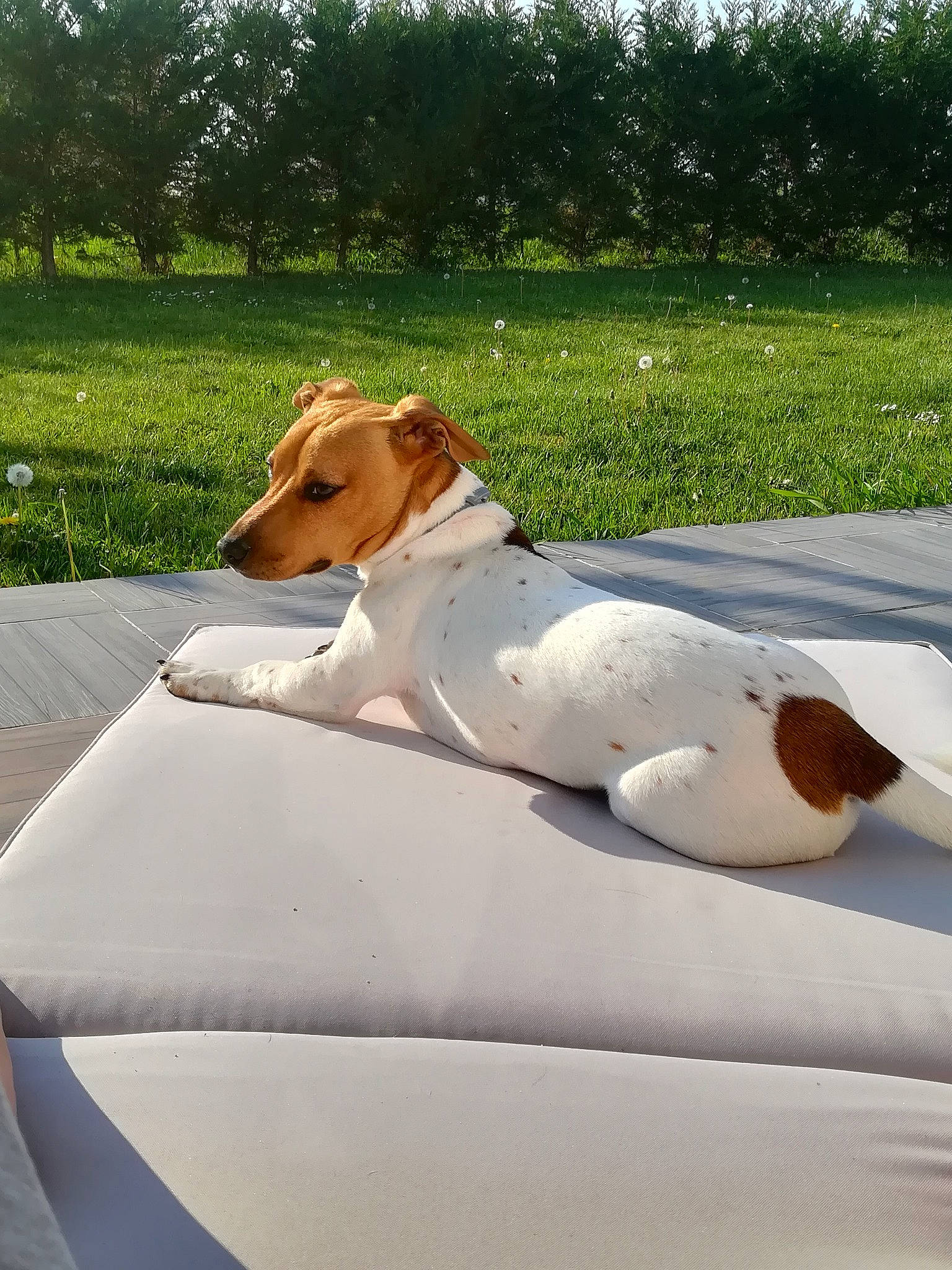Jack a rejoint le concours — aidez-le/la à gagner de superbes lots ! braque_saint_germain, brazilian_terrier, canidae, carnivore, companion_dog, dog, dog_breed, fox_terrier, harrier, jack_russell_terrier, mammal, parson_russell_terrier, russell_terrier, smooth_fox_terrier, sporting_group, tenterfield_terrier, vertebrate
