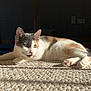 animal, calico, carpet, cat, closeup, cute, domestic_cat, ears, feline, fur, home, indoor, laying_down, paw, pet, relaxed, resting, shadow, sunlight, whiskers