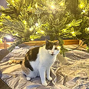 Stella is registered to the contest to win money with this photo: cat, christmas_tree, lights, tree_skirt, indoor, pet, holiday, decorations, animal, feline, curious, white, brown, sitting, festive, cozy, ornaments, greenery, celebration, warm_lighting