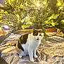 cat, christmas_tree, lights, tree_skirt, indoor, pet, holiday, decorations, animal, feline, curious, white, brown, sitting, festive, cozy, ornaments, greenery, celebration, warm_lighting