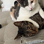 Stella is registered to the contest to win money with this photo: cat, cats, closeup, companion, couch, cozy, curious, cute, domestic_animal, ears, feline, fur, indoor, pet, pillow, relaxed, resting, sleeping, tabby, whiskers