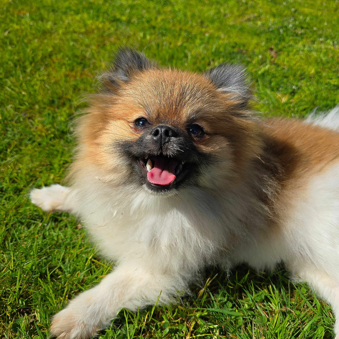 Nita participe au concours pour gagner de l'argent avec cette photo : animal, blurred_background, canine, cute, daylight, dog, fluffy, friendly, grass, greenery, happy, lying_down, nature, outdoor, pet, playing, small_dog, summer, sunlight, tongue_out
