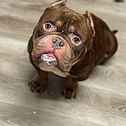 Ten is registered to the contest to win money with this photo: animal, brown_dog, bulldog, canine, close_up, cute, dog, domestic_animal, ears, expression, face, fur, indoors, looking_up, mammal, paws, pet, sitting, tongue, wooden_floor