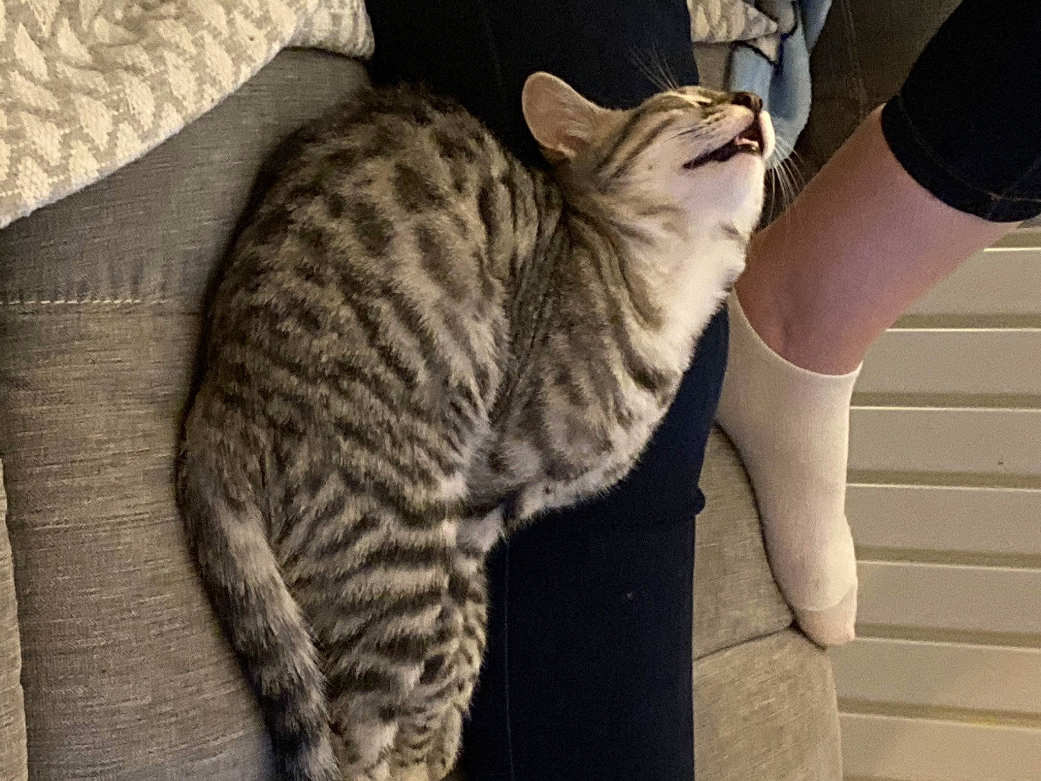 Gémini a rejoint le concours — aidez-le/la à gagner de superbes lots ! carnivore, cat, comfort, domestic_short_haired_cat, felidae, foot, fur, gesture, grey, human_leg, knee, small_to_medium_sized_cats, snout, tail, terrestrial_animal, thigh, whiskers, wrist