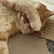 Gepetto participe au concours pour gagner de l'argent avec cette photo : cat, ginger_cat, sleeping, relaxed, fluffy, fur, paw, whiskers, ears, nose, upside_down, reclining, bed, bedding, pillow, indoors, cozy, closeup, pet, funny