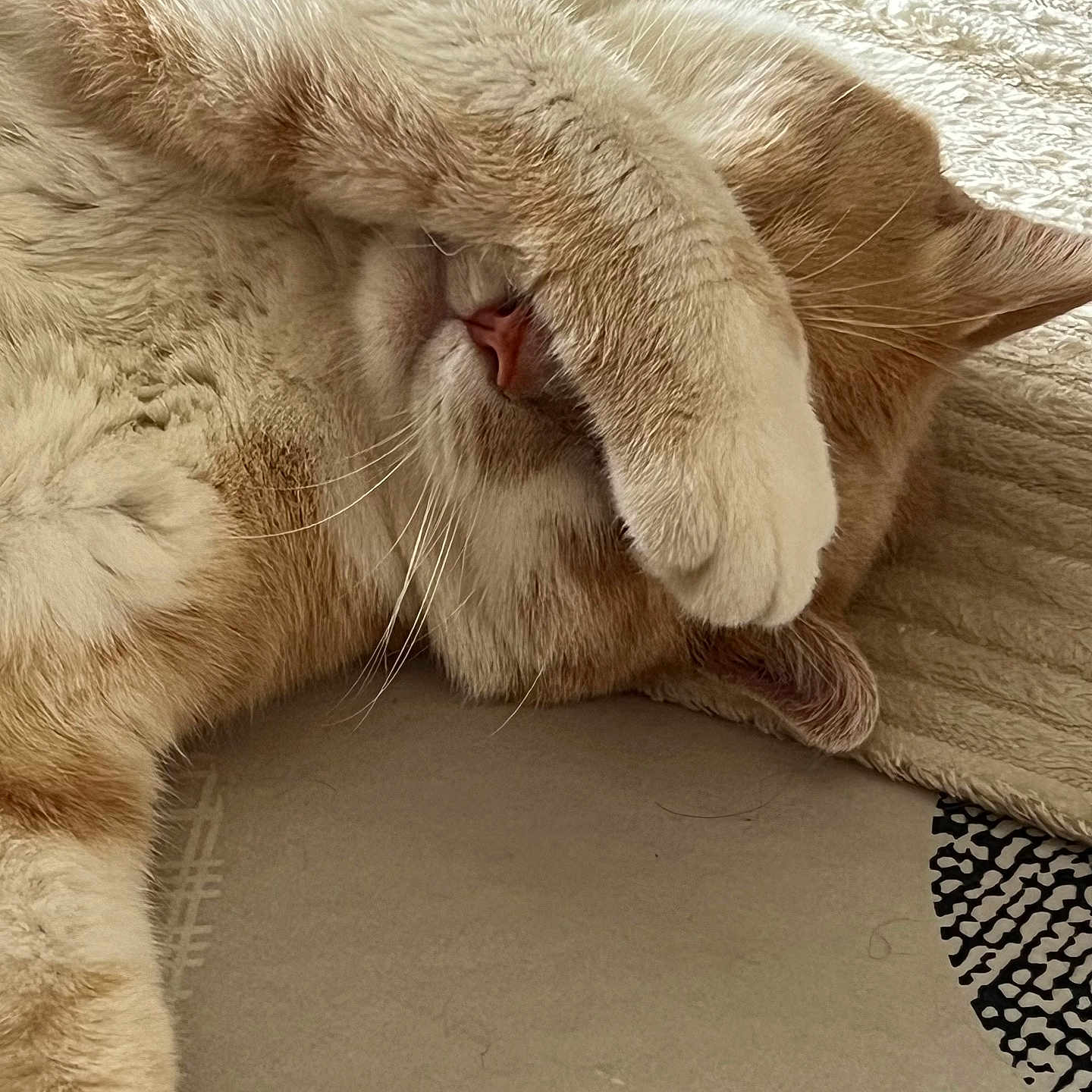 Gepetto participe au concours pour gagner de l'argent avec cette photo : cat, ginger_cat, sleeping, relaxed, fluffy, fur, paw, whiskers, ears, nose, upside_down, reclining, bed, bedding, pillow, indoors, cozy, closeup, pet, funny