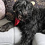 dog, black_dog, bandana, red_bandana, sofa, couch, pillow, decorative_pillow, fur, long_fur, pet, indoor, home, relaxed, portrait, paw, nose, whiskers, cozy, living_room