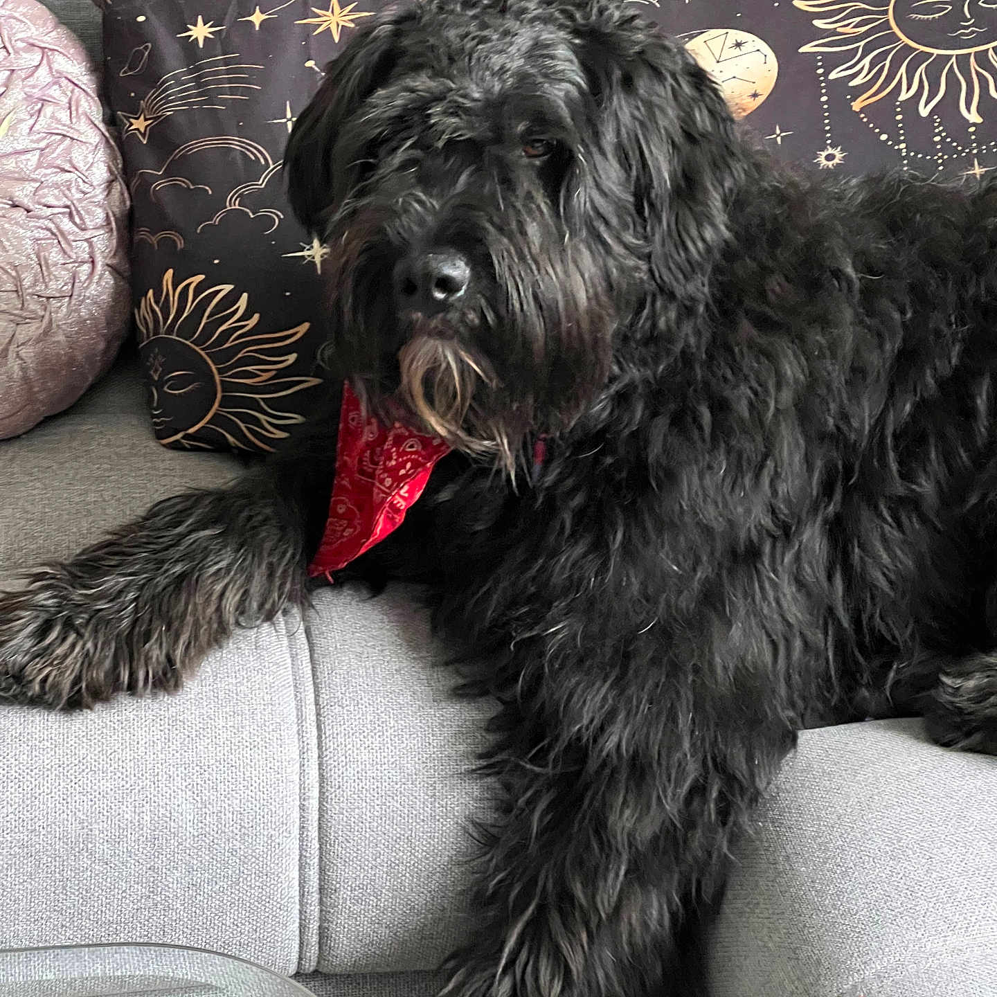 Toutsie a rejoint le concours — aidez-le/la à gagner de superbes lots ! bandana, black_dog, couch, cozy, decorative_pillow, dog, fur, home, indoor, living_room, long_fur, nose, paw, pet, pillow, portrait, red_bandana, relaxed, sofa, whiskers