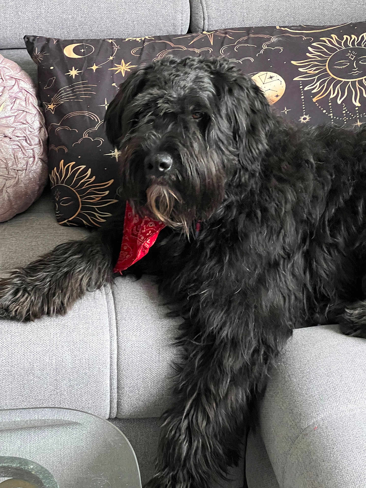Toutsie a rejoint le concours — aidez-le/la à gagner de superbes lots ! dog, black_dog, bandana, red_bandana, sofa, couch, pillow, decorative_pillow, fur, long_fur, pet, indoor, home, relaxed, portrait, paw, nose, whiskers, cozy, living_room