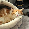 animal, blanket, cat, closed_eyes, couch, cozy, crocheted_decoration, fluffy, furry, home, indoor, orange_cat, pet, pet_bed, pink_nose, portrait, relaxed, sleeping, whiskers, white_cat