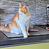 Willow a rejoint le concours — aidez-le/la à gagner de superbes lots ! cat, ginger_cat, white_cat, fluffy, long_hair, sitting, pet, animal, whiskers, ears, tail, paws, indoor, kitchen, countertop, stone_wall, cutting_board, glass, portrait, alert