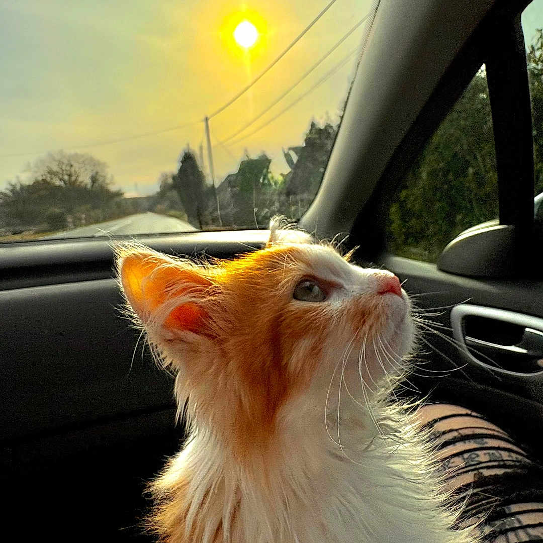 Willow participe au concours pour gagner de l'argent avec cette photo : cat, orange_cat, white_cat, pet, animal, feline, long_hair, whiskers, ears, eyes, nose, fur, sitting, car, passenger_seat, car_interior, sunset, sunlight, road, outdoor