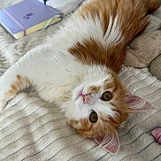 Willow participe au concours pour gagner de l'argent avec cette photo : cat, ginger_cat, white_fur, fluffy, long_hair, pet, animal, upside_down, lying_down, bed, blanket, bedroom, cozy, pink_nose, green_eyes, whiskers, ears, floral_pillow, notebook, indoors