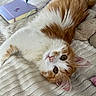 animal, bed, bedroom, blanket, cat, cozy, ears, floral_pillow, fluffy, ginger_cat, green_eyes, indoors, long_hair, lying_down, notebook, pet, pink_nose, upside_down, whiskers, white_fur