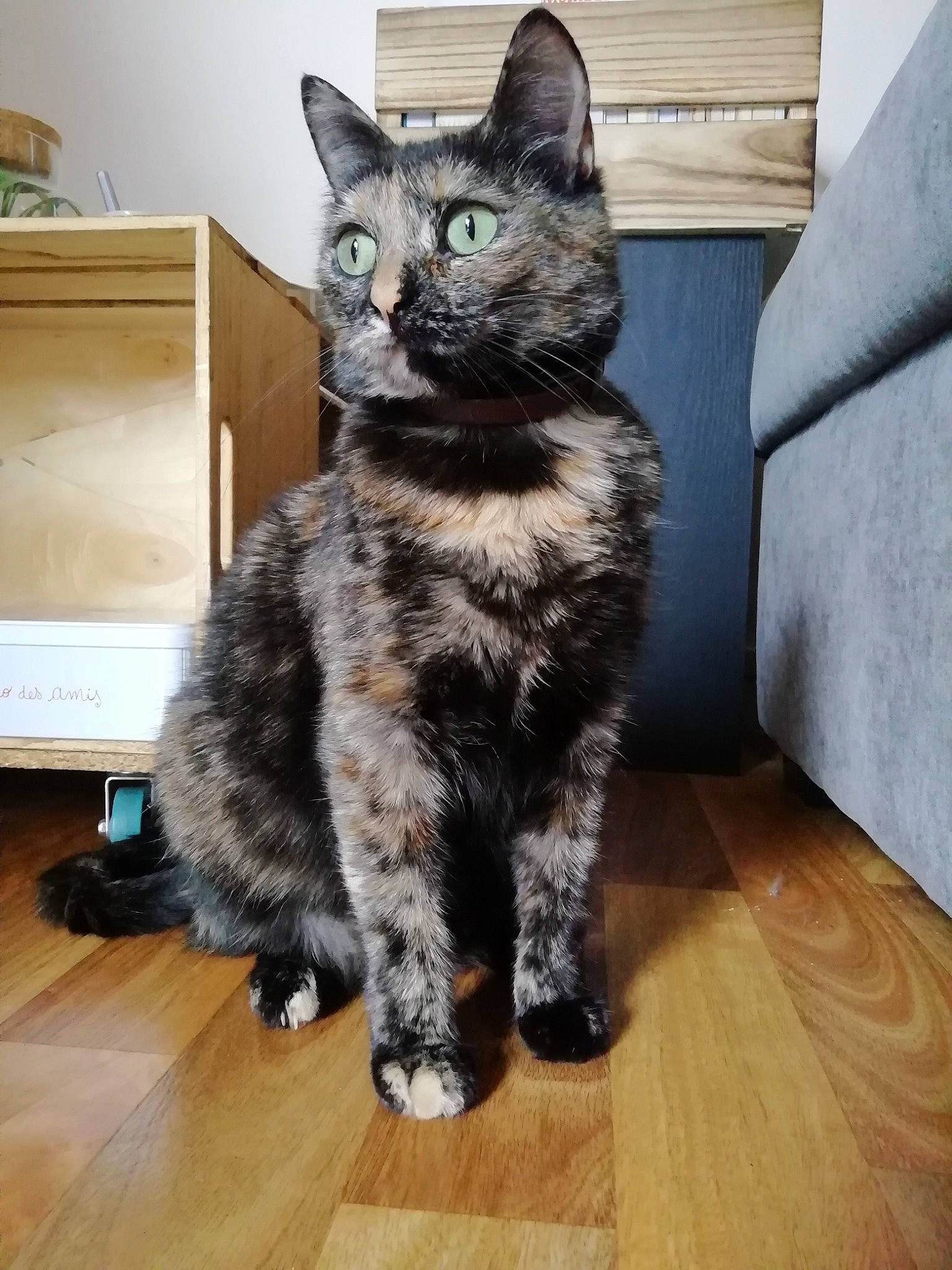 Lucie participe au concours pour gagner de l'argent avec cette photo : american_shorthair, asian, california_spangled, carnivore, cat, domestic_short_haired_cat, dragon_li, egyptian_mau, european_shorthair, felidae, fur, german_rex, kitten, mammal, ojos_azules, polydactyl_cat, small_to_medium_sized_cats, tabby_cat, vertebrate, whiskers