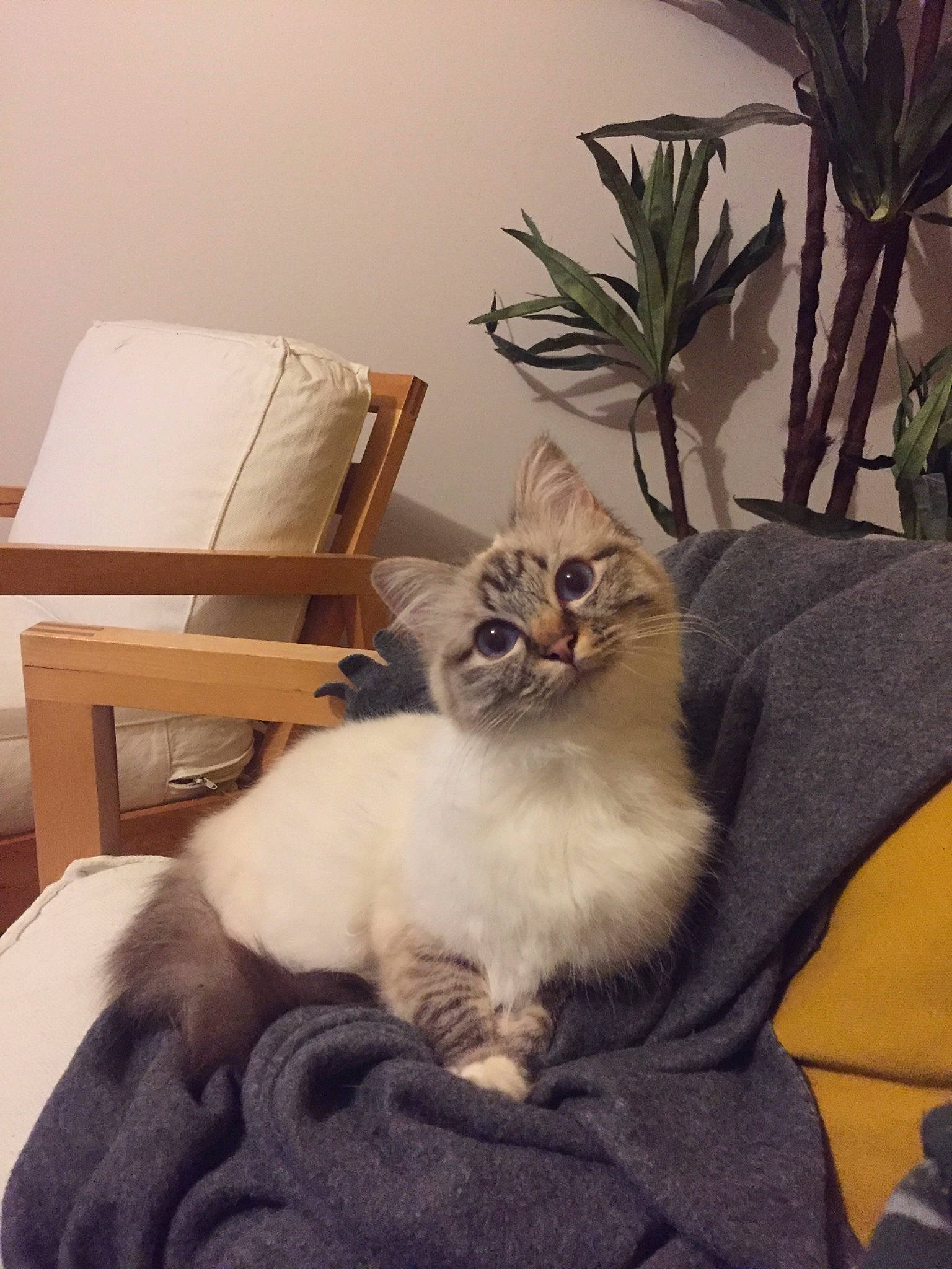 Paupiette a rejoint le concours — aidez-le/la à gagner de superbes lots ! bed, carnivore, cat, chair, comfort, couch, domestic_short_haired_cat, fawn, felidae, flowerpot, fur, hardwood, houseplant, plant, room, sitting, small_to_medium_sized_cats, tail, whiskers, wood