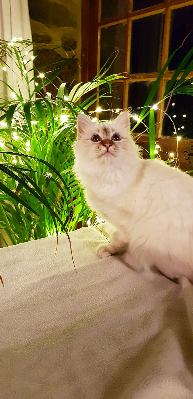 Paupiette a rejoint le concours — aidez-le/la à gagner de superbes lots ! carnivore, cat, fawn, felidae, fur, glass, grass, iris, plant, plant_stem, ragdoll, small_to_medium_sized_cats, snout, tail, terrestrial_animal, tree, whiskers, window, wood