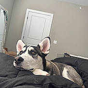 Turbo is registered to the contest to win money with this photo: dog, husky, bedroom, black_comforter, pet, animal, indoors, resting, lying_down, fur, ears, nose, paw, door, mirror, blanket, crate, wall, relaxed, domestic