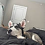 dog, husky, bedroom, black_comforter, pet, animal, indoors, resting, lying_down, fur, ears, nose, paw, door, mirror, blanket, crate, wall, relaxed, domestic