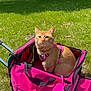 animal, cat, closeup, cute, daylight, domestic_animal, feline, ginger_cat, grass, green_grass, leisure, nature, outdoor, park, pet, pet_carrier, pink_harness, sitting, summer, sunny