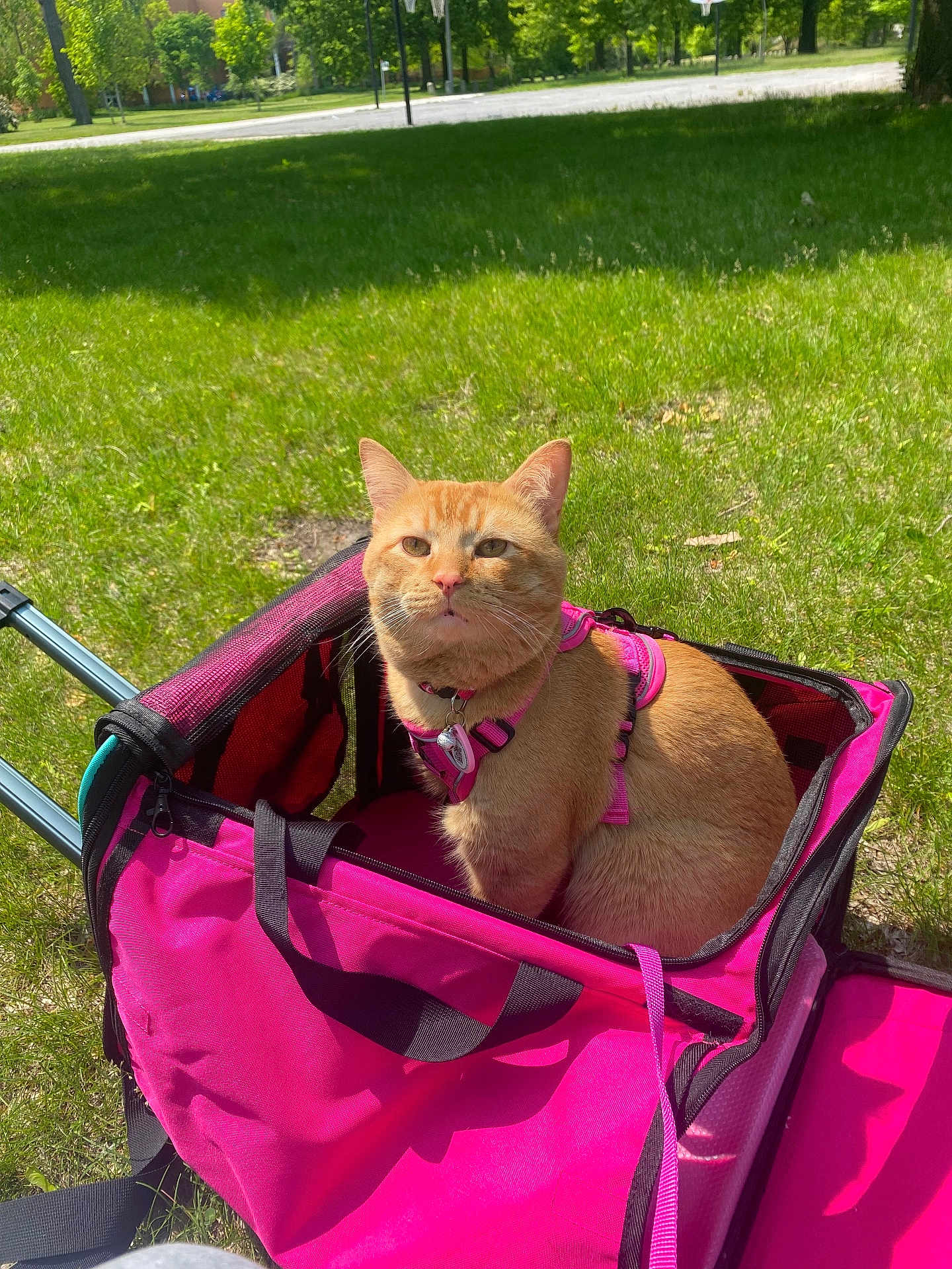 T Challa joined the competition — help win amazing prizes! animal, cat, closeup, cute, daylight, domestic_animal, feline, ginger_cat, grass, green_grass, leisure, nature, outdoor, park, pet, pet_carrier, pink_harness, sitting, summer, sunny