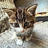 Bloom participe au concours pour gagner de l'argent avec cette photo : cat, kitten, tabby, fluffy, fur, animal, pet, portrait, closeup, face, eyes, whiskers, ears, paws, blanket, cozy, indoors, home, brown, white