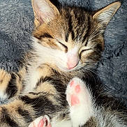Bloom a rejoint le concours — aidez-le/la à gagner de superbes lots ! cat, kitten, tabby, white_fur, sleeping, closed_eyes, pink_nose, paw, toe_beans, whiskers, furry, pet, animal, close_up, portrait, cozy, blanket, soft_texture, indoors, adorable