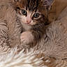 Bloom a rejoint le concours — aidez-le/la à gagner de superbes lots ! kitten, cat, animal, pet, fluffy, fur, tabby, white_paws, blue_eyes, face, whiskers, ears, paws, blanket, furry, cozy, indoors, portrait, cute, closeup