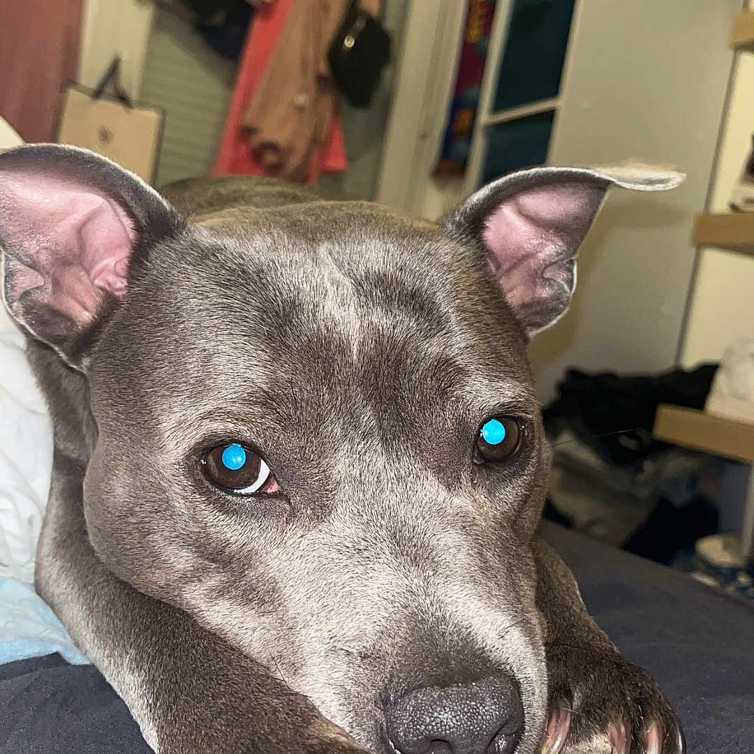 Nala