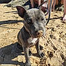 Nala participe au concours pour gagner de l'argent avec cette photo : dog, pit_bull, beach, sand, outdoor, sitting, portrait, close_up, gray_coat, white_chest, floppy_ears, sandy_nose, leash, people, rocks, sunlight, shoreline, pet, animal, funny_expression