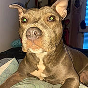 Nala participe au concours pour gagner de l'argent avec cette photo : dog, pit_bull, portrait, close_up, sitting, bed, bedroom, brown_fur, floppy_ears, pointed_ears, green_eyes, nose, muzzle, white_chest, front_legs, pet, indoors, flash_photography, serious_expression, animal