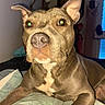 dog, pit_bull, portrait, close_up, sitting, bed, bedroom, brown_fur, floppy_ears, pointed_ears, green_eyes, nose, muzzle, white_chest, front_legs, pet, indoors, flash_photography, serious_expression, animal