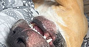 Billy a rejoint le concours — aidez-le/la à gagner de superbes lots ! dog, upside_down, portrait, close_up, brown_fur, short_hair, open_mouth, teeth, nose, eye, paws, lying_down, relaxed, playful, funny, bed, blanket, indoor, pet, photography