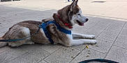 Dikson a rejoint le concours — aidez-le/la à gagner de superbes lots ! husky, dog, pet, harness, leash, collar, pavement, sidewalk, tongue_out, panting, lying_down, resting, fur, urban, outdoor, person_legs, shoes, shadow, tiled_ground, blue_harness